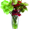 bouquet di Anthurium