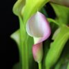 calla