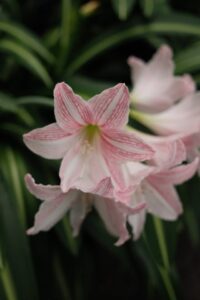 amaryllis fiore per cimitero