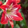 i fiori ideali per l'ultimo saluto
