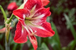 i fiori ideali per l'ultimo saluto