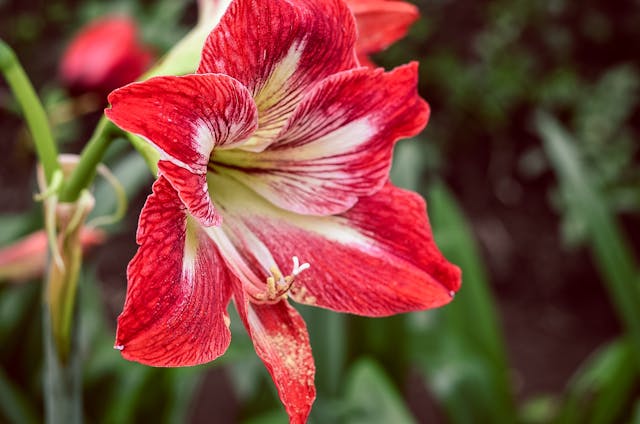 i fiori ideali per l'ultimo saluto