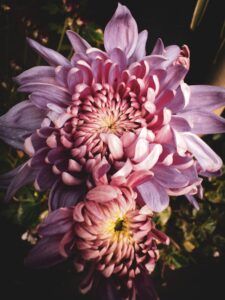 i crisantemi fiori per funerale