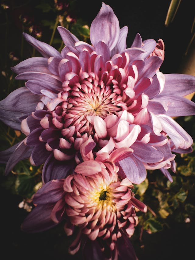 i crisantemi fiori per funerale