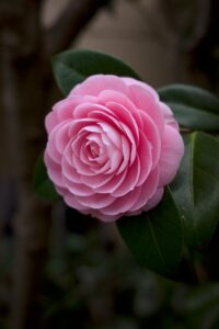 fiore di camelia