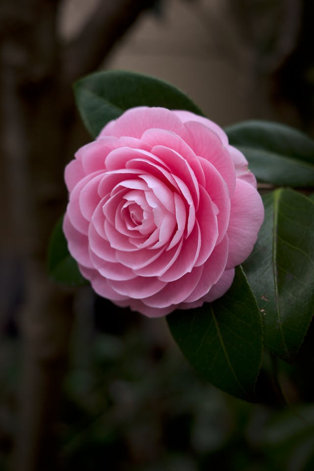 fiore di camelia