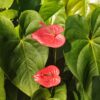 pianta di anthurium