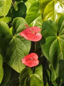 pianta di anthurium