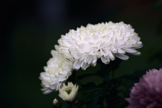 corone di fiori per funerale