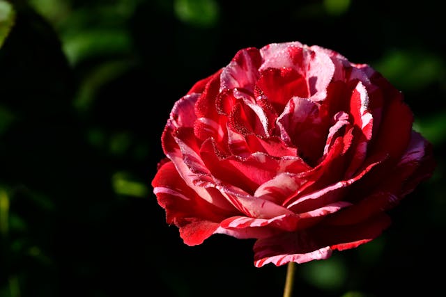 fiori per condoglianze i più adatti