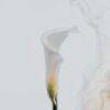 la calla come fiore per funerale