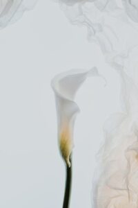 la calla come fiore per funerale