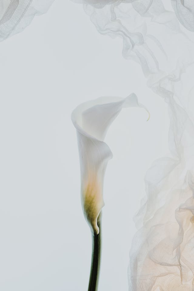 la calla come fiore per funerale