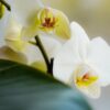 pianta di orchidea bianca per esprimere affetto