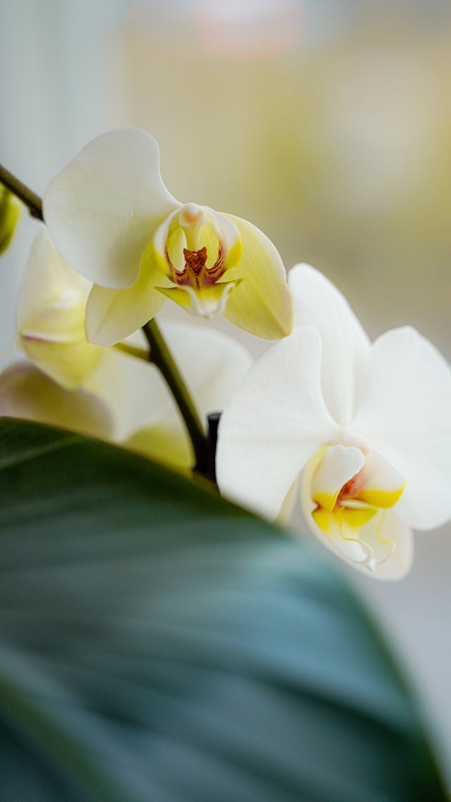 pianta di orchidea bianca per esprimere affetto pianta di orchidea bianca per esprimere affetto