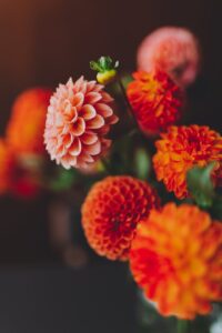 fiore di Dalia per funerale