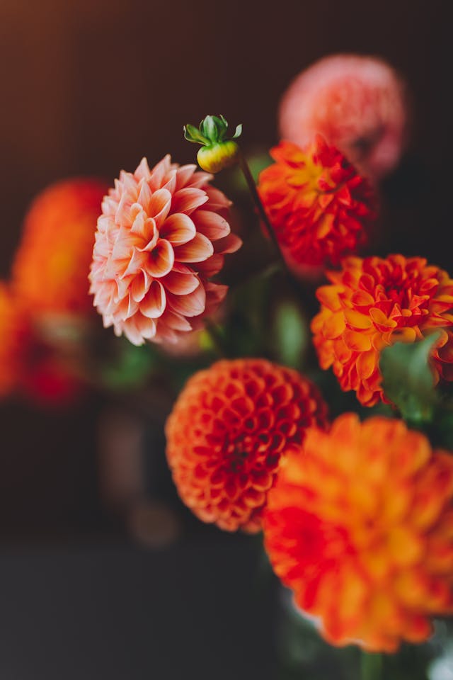 fiore di Dalia per funerale