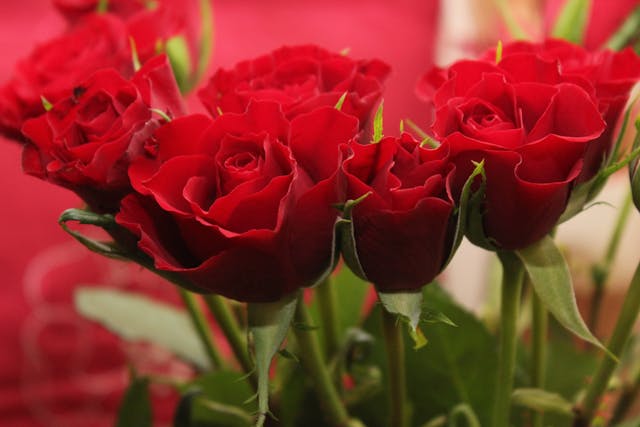 cuore di rose rosse funebre