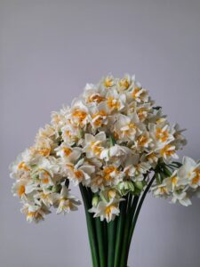 fiori del mese di aprile adatti per un funebre