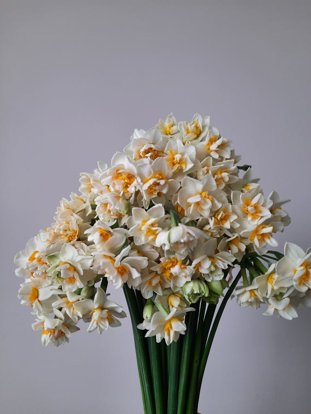 fiori del mese di aprile adatti per un funebre