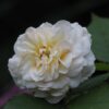 come scegliere i fiori giusti per un funerale