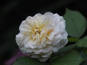 come scegliere i fiori giusti per un funerale