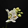 fiori per una mamma che non c'è più