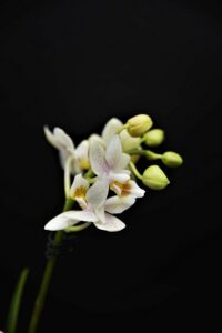 fiori per una mamma che non c'è più