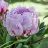 le peonie adatte per compisizioni funebri