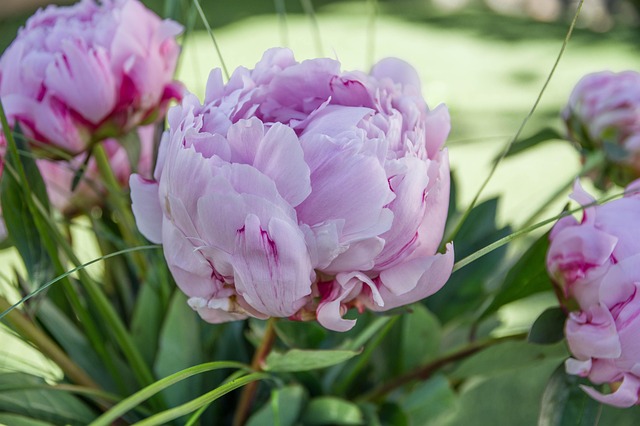 le peonie adatte per compisizioni funebri