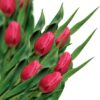 omaggiare con i tulipani un defunto