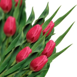 omaggiare con i tulipani un defunto